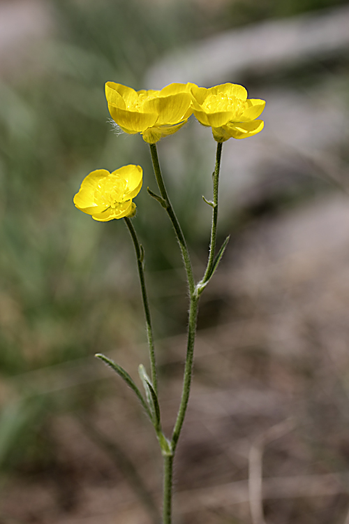 Image of genus Ranunculus specimen.