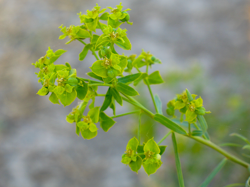 Image of Euphorbia jaxartica specimen.