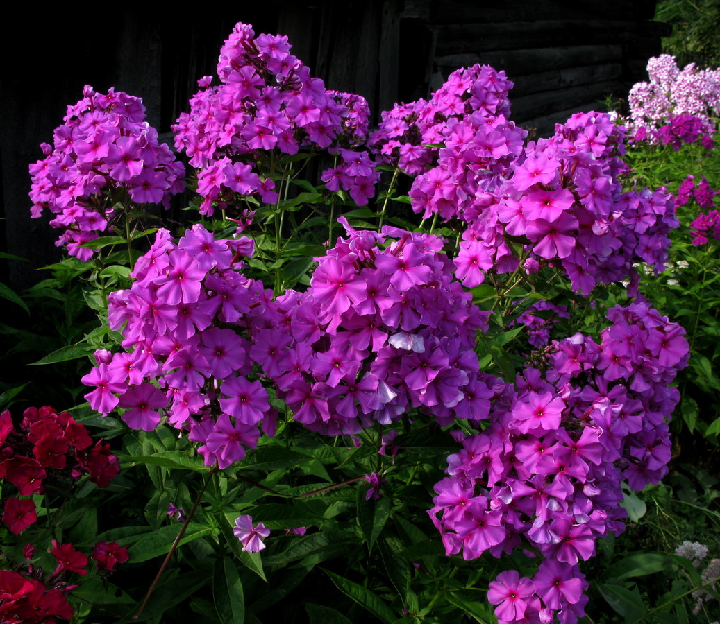 Image of Phlox paniculata specimen.