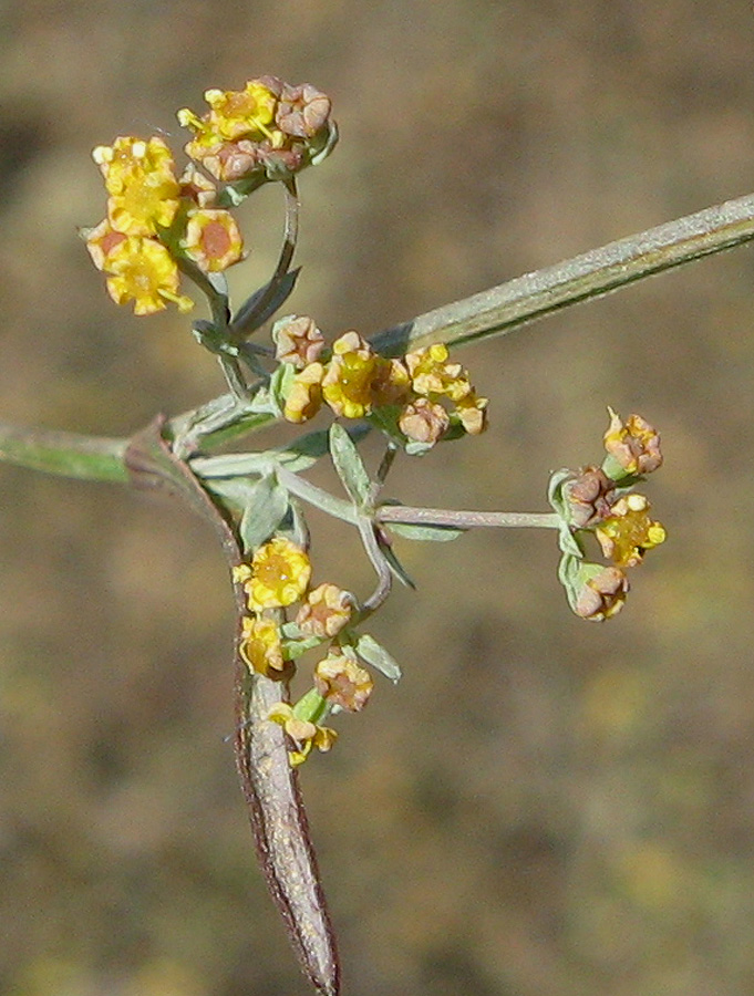 Image of Bupleurum marschallianum specimen.