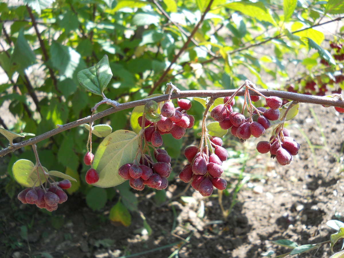 Изображение особи род Cotoneaster.