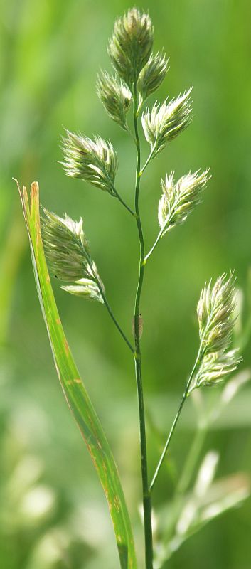 Image of Dactylis glomerata specimen.