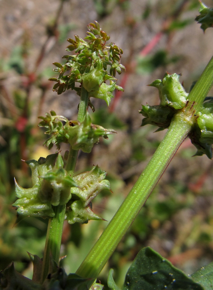 Изображение особи Rumex spinosus.