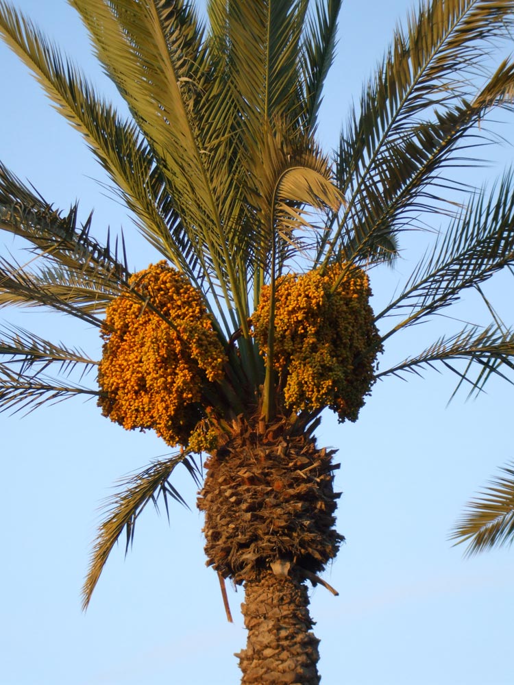 Image of Phoenix dactylifera specimen.