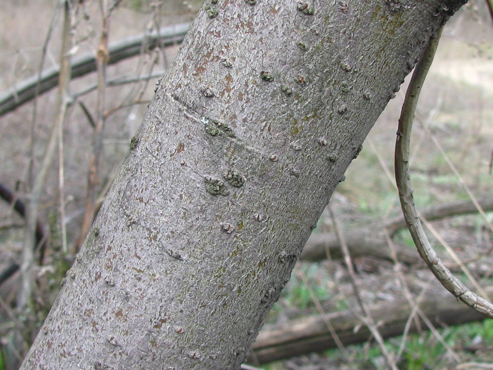 Image of Salix vinogradovii specimen.