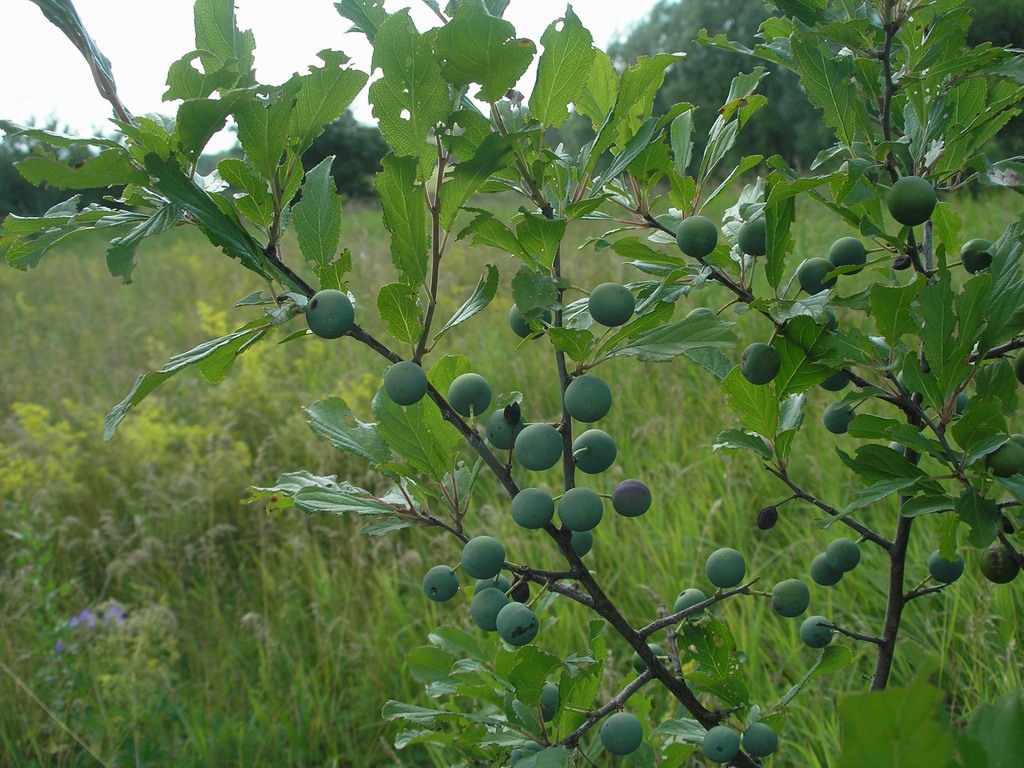 Изображение особи Prunus spinosa.