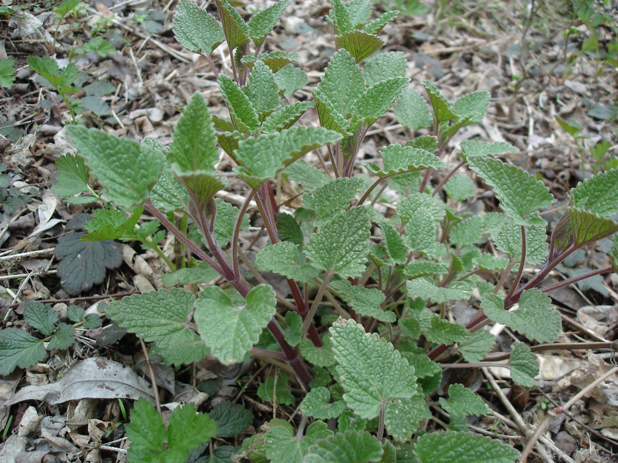 Image of Nepeta cataria specimen.