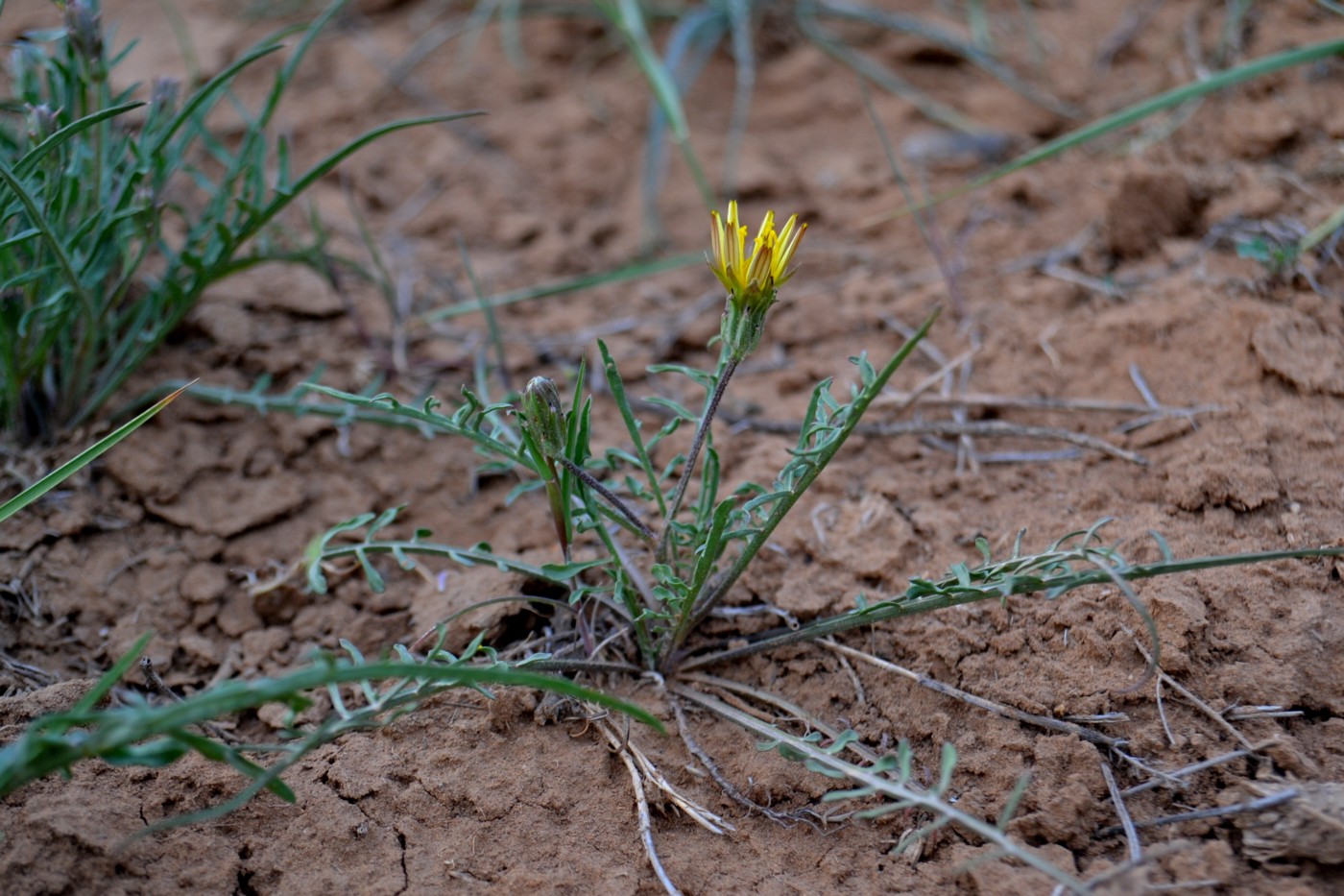 Image of Scorzonera cana specimen.