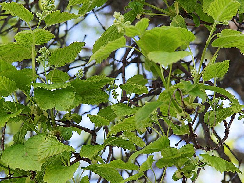 Изображение особи Acer tataricum.