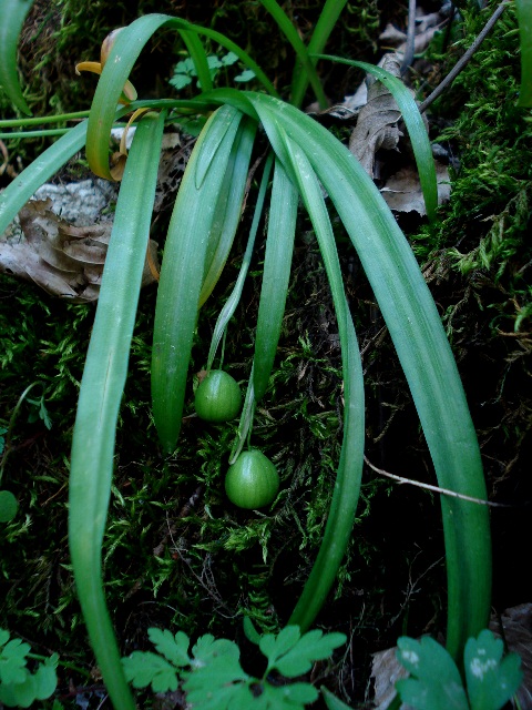 Изображение особи Galanthus caspius.