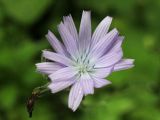 Lactuca tatarica