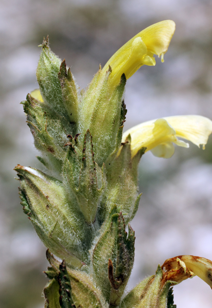 Изображение особи Pedicularis talassica.