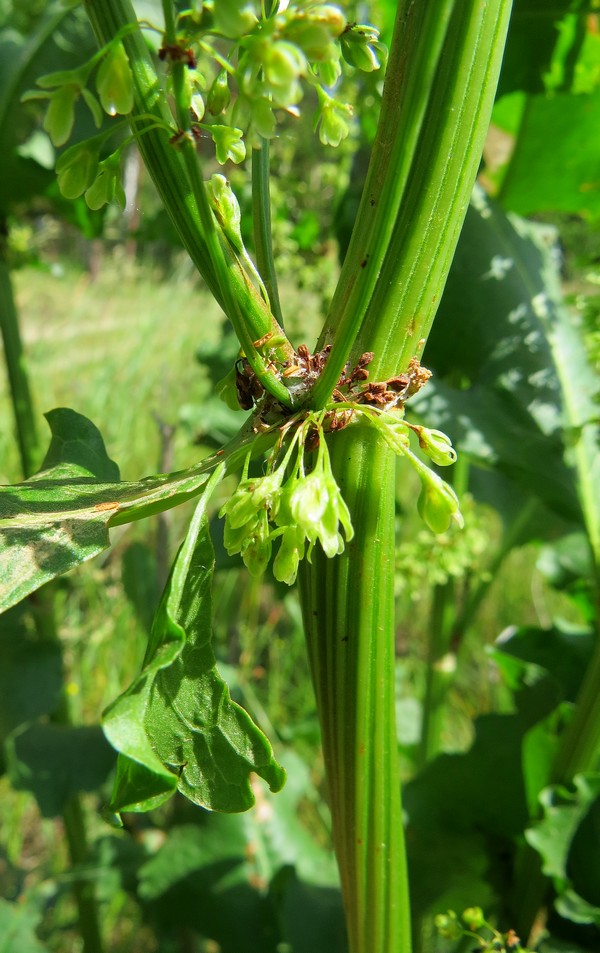 Image of Rumex confertus specimen.