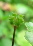 Hydrocotyle ramiflora