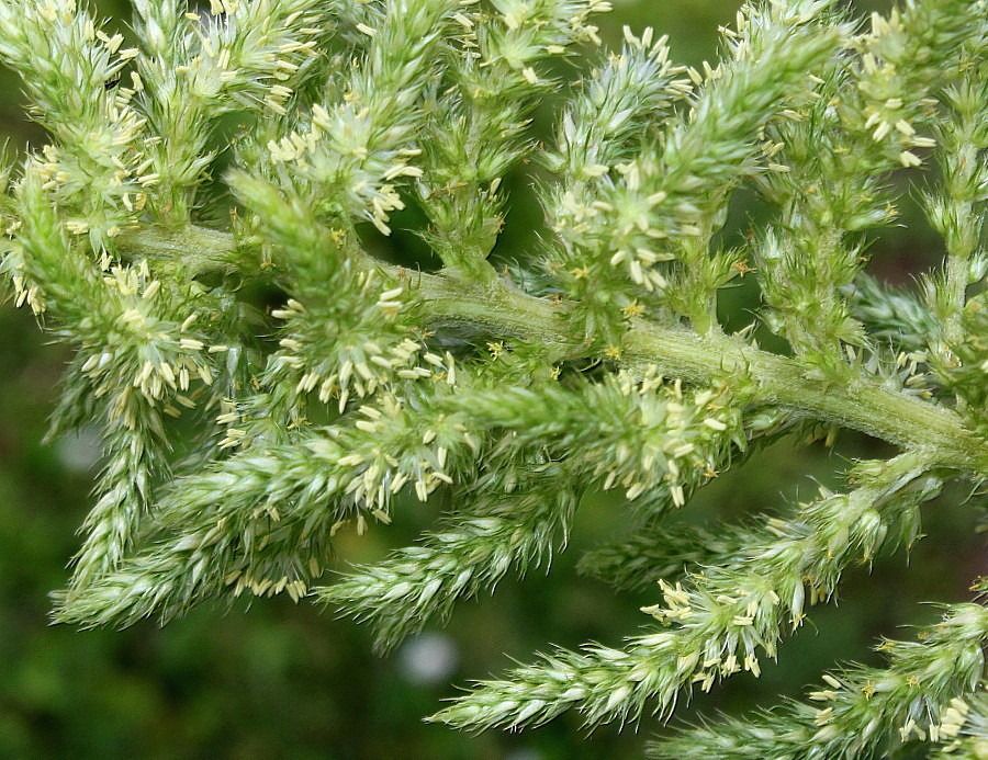 Image of genus Amaranthus specimen.