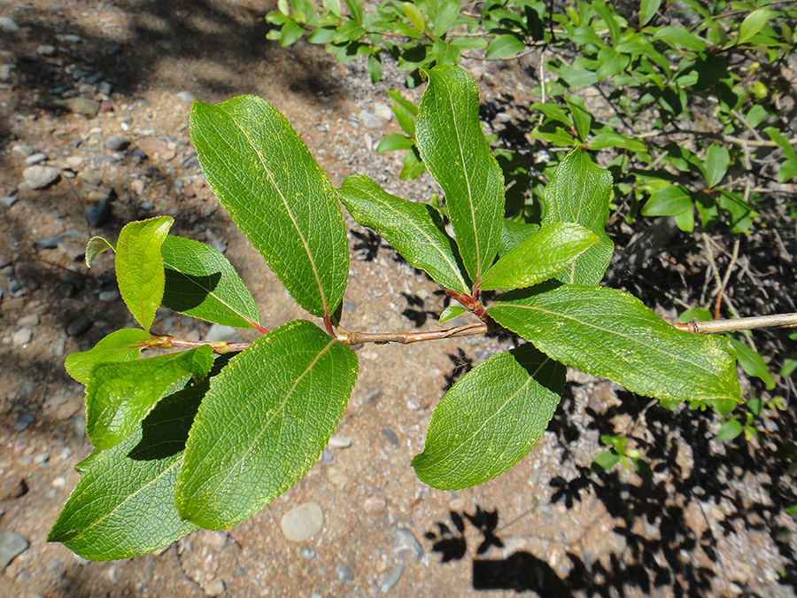 Image of Populus suaveolens specimen.