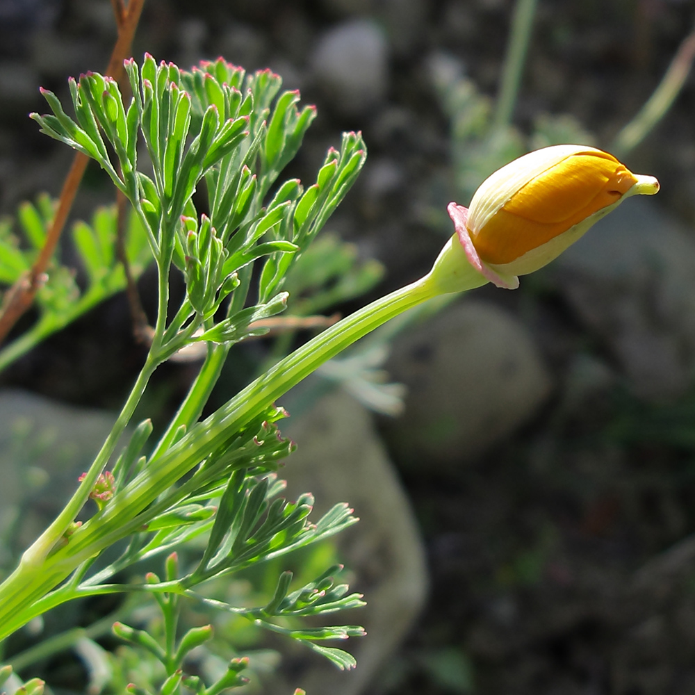 Изображение особи Eschscholzia californica.