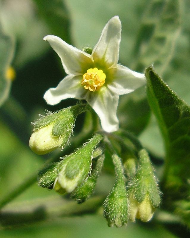 Изображение особи Solanum nigrum.