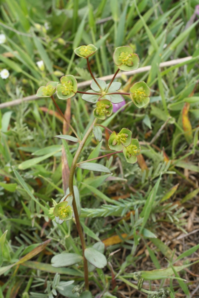 Image of Euphorbia sareptana specimen.