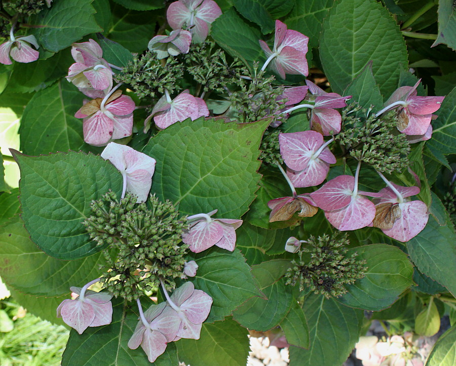 Image of Hydrangea macrophylla specimen.