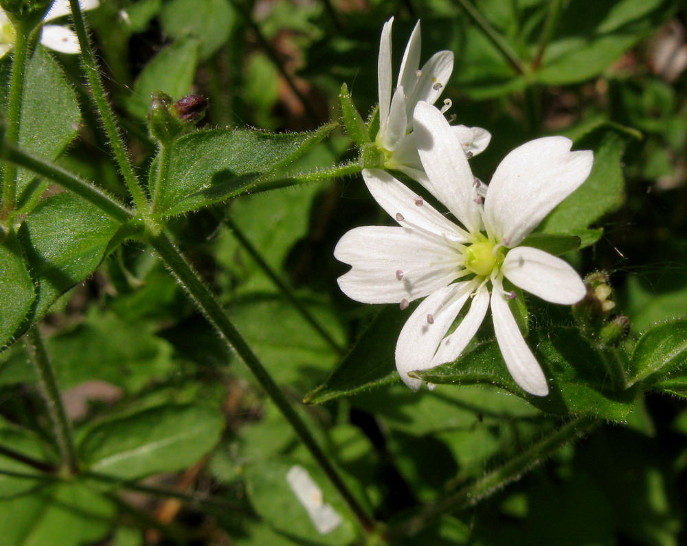 Image of Stellaria zolotuchinii specimen.