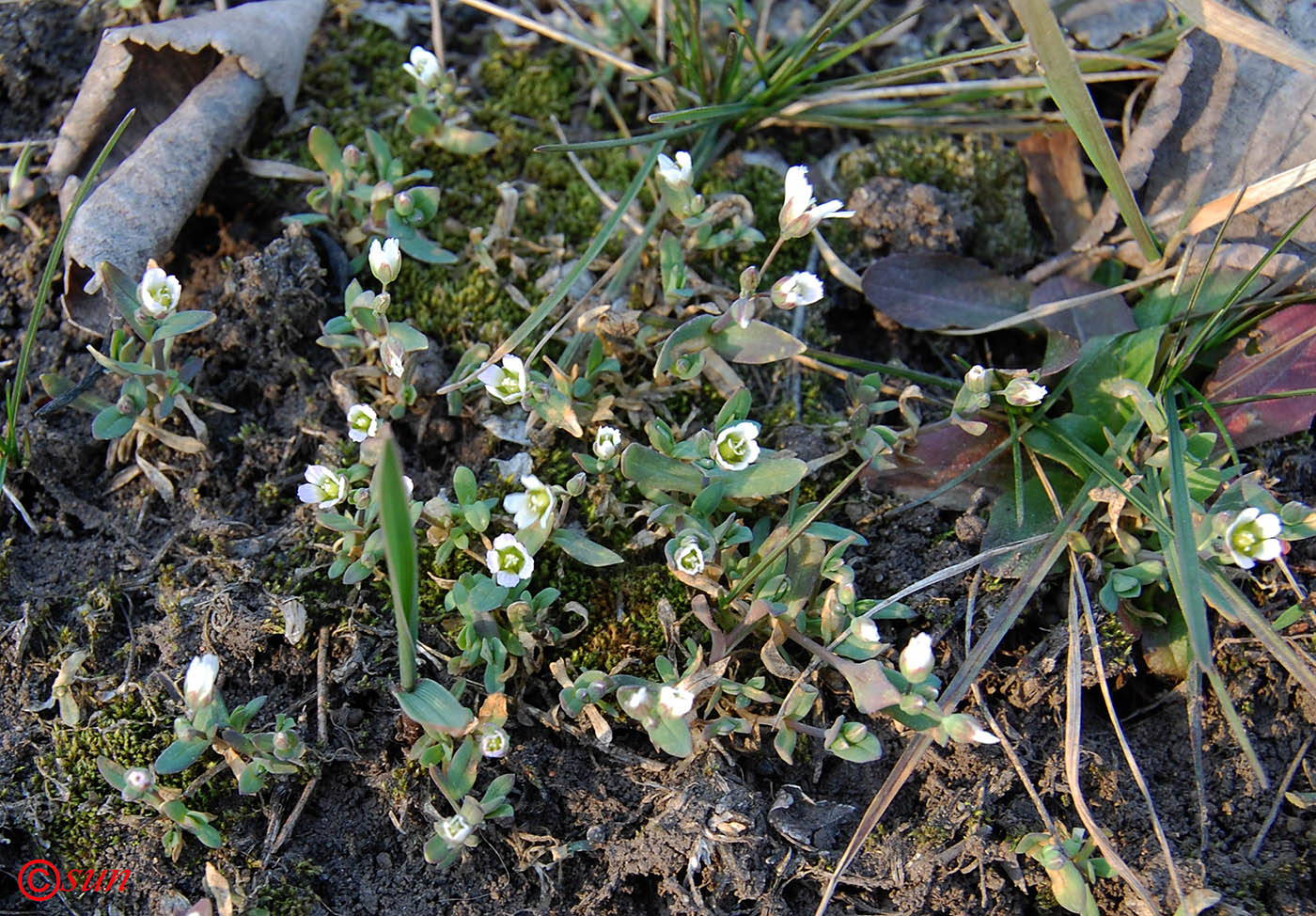 Image of Holosteum umbellatum specimen.