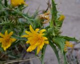 Scolymus hispanicus