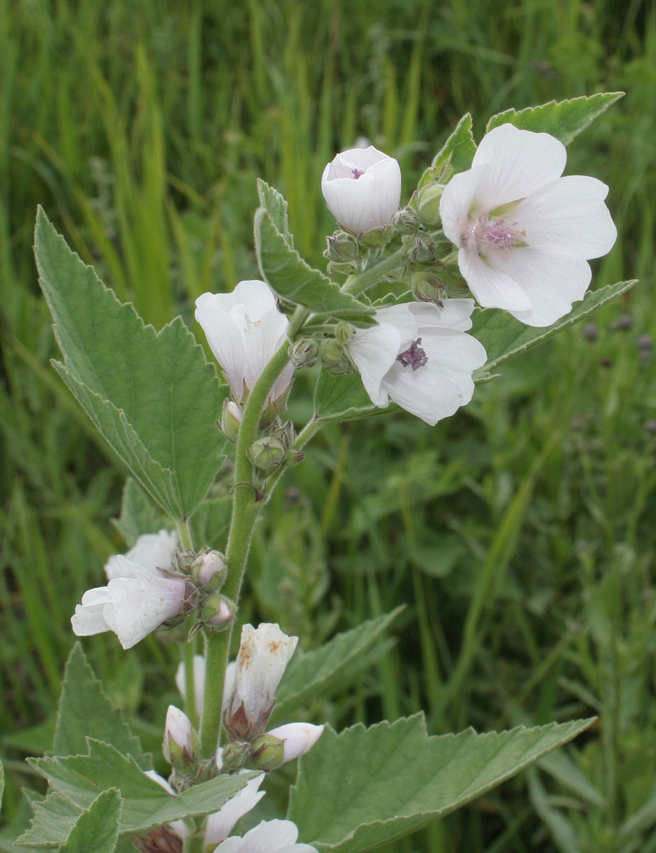 Image of Althaea officinalis specimen.