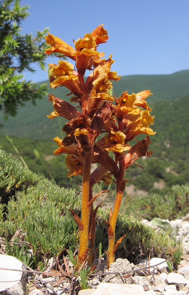 Image of Orobanche alba ssp. xanthostigma specimen.