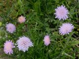 Knautia arvensis