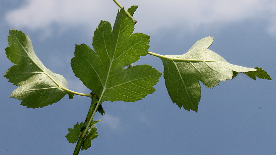 Image of Crataegus rhipidophylla specimen.