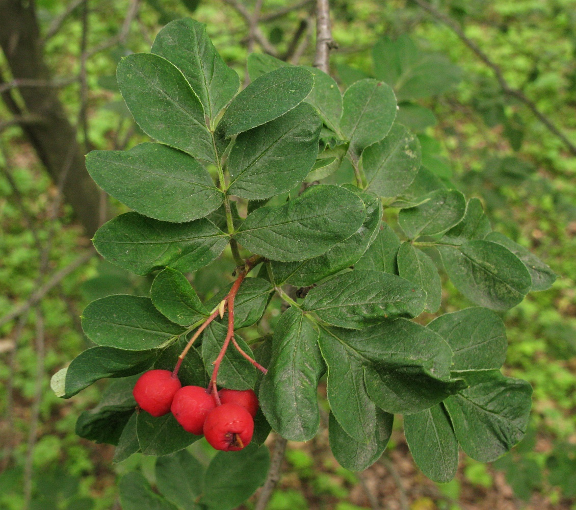Image of × Sorbocotoneaster pozdnjakovii specimen.