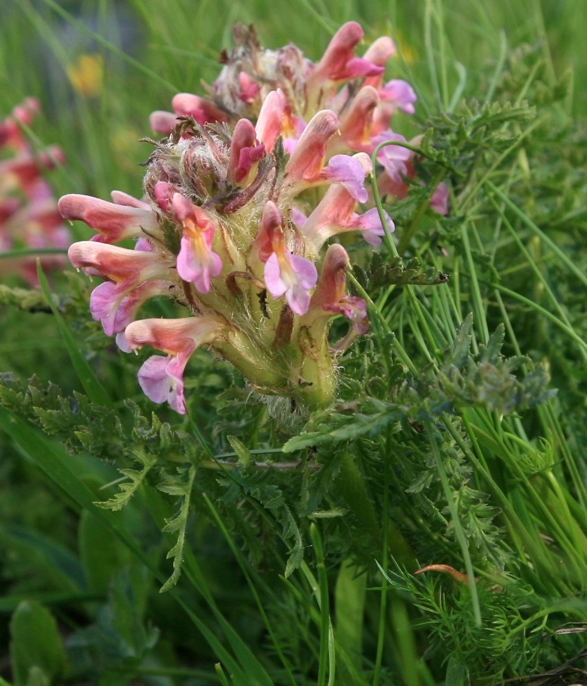 Image of Pedicularis condensata specimen.