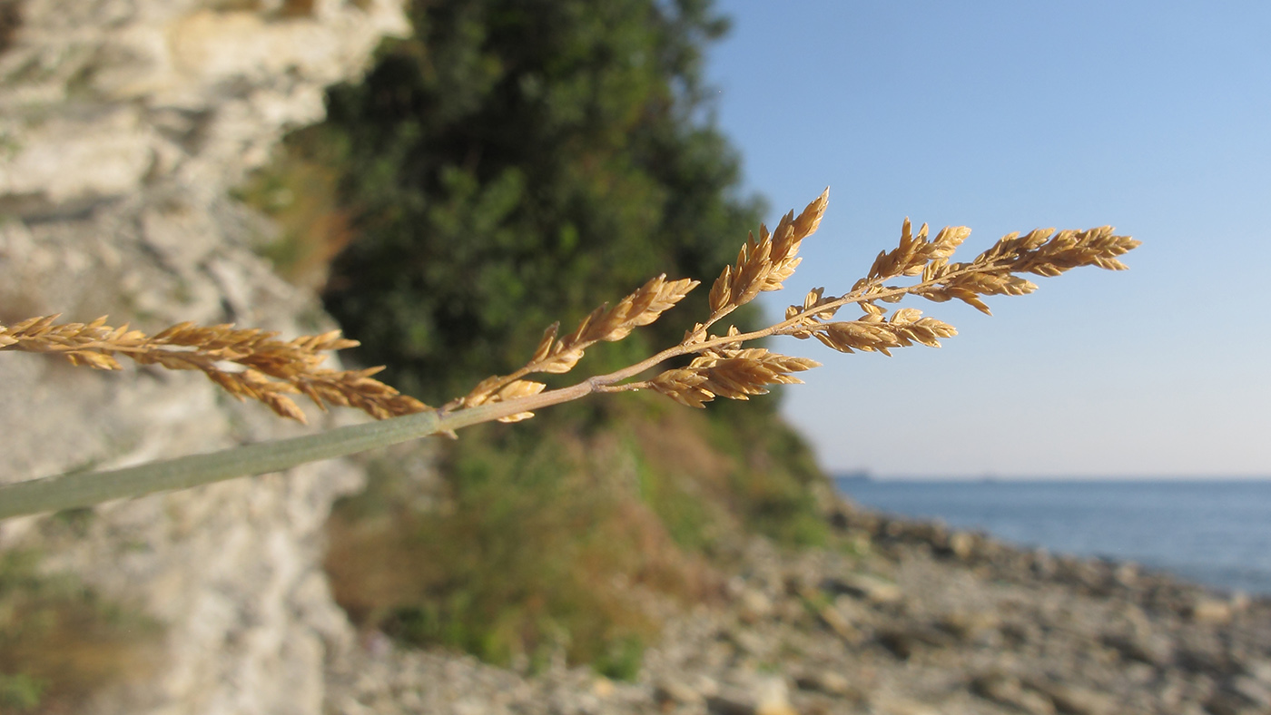 Image of genus Festuca specimen.