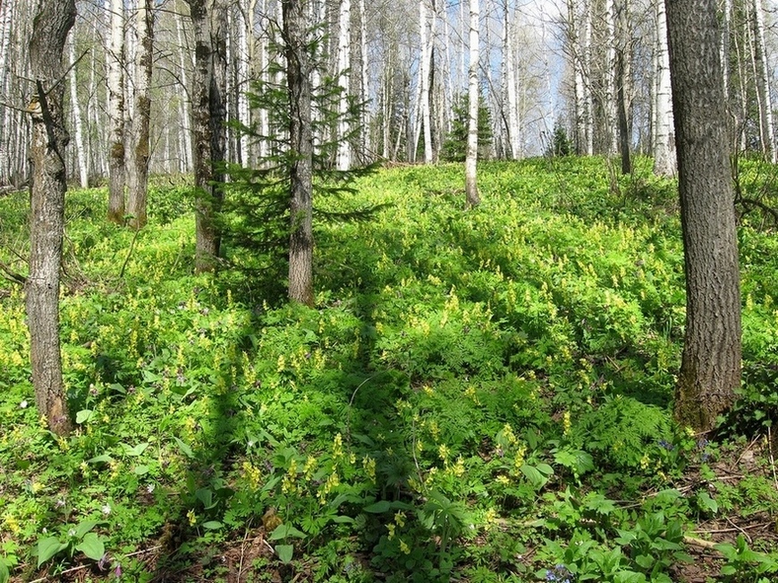 Изображение особи Corydalis bracteata.