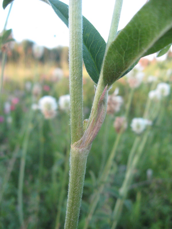 Image of Trifolium montanum specimen.