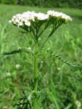 Achillea millefolium