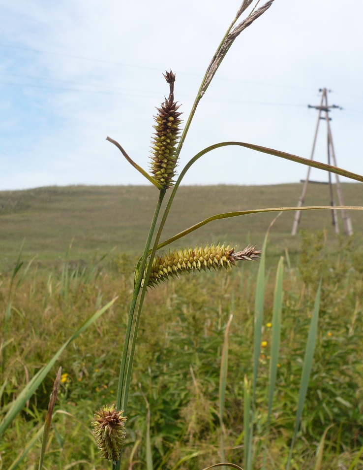 Image of Carex riparia specimen.