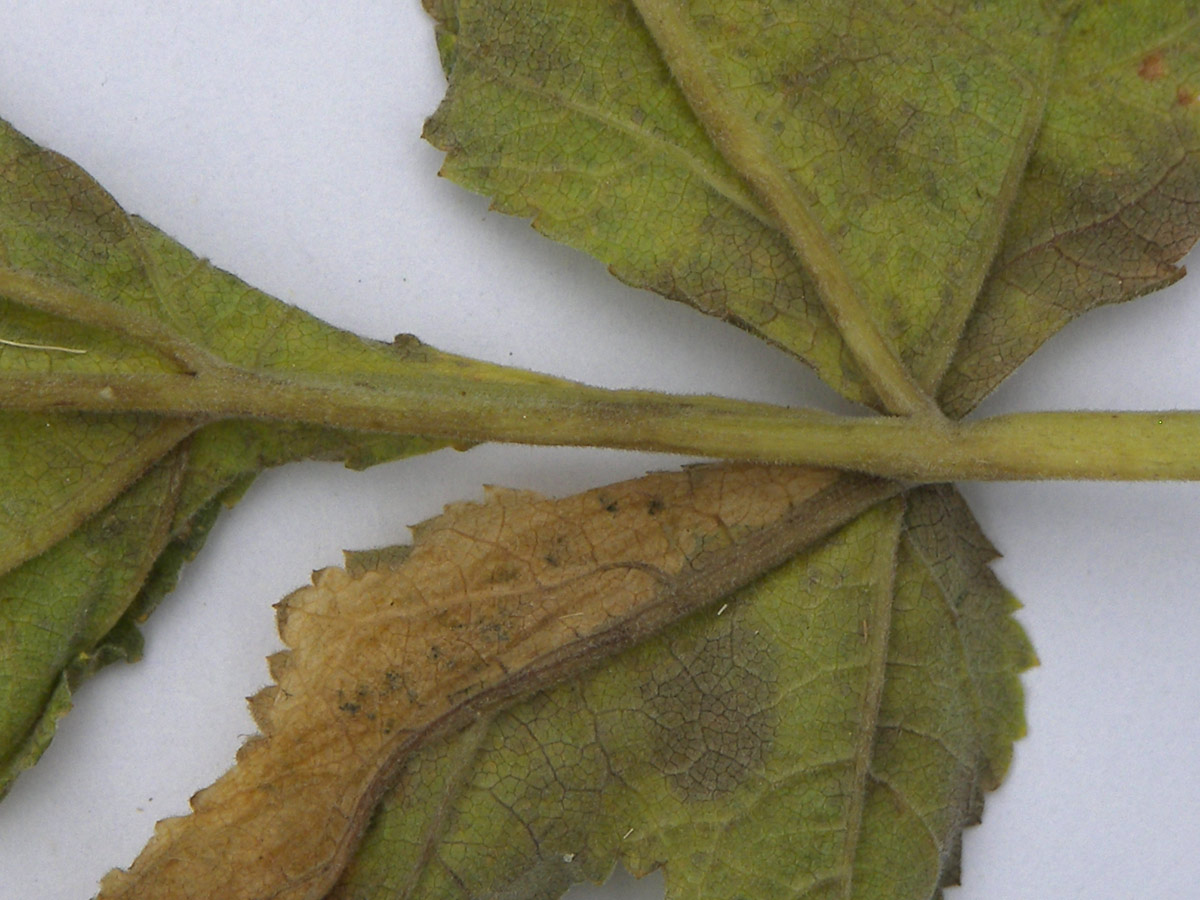 Image of Heracleum freynianum specimen.