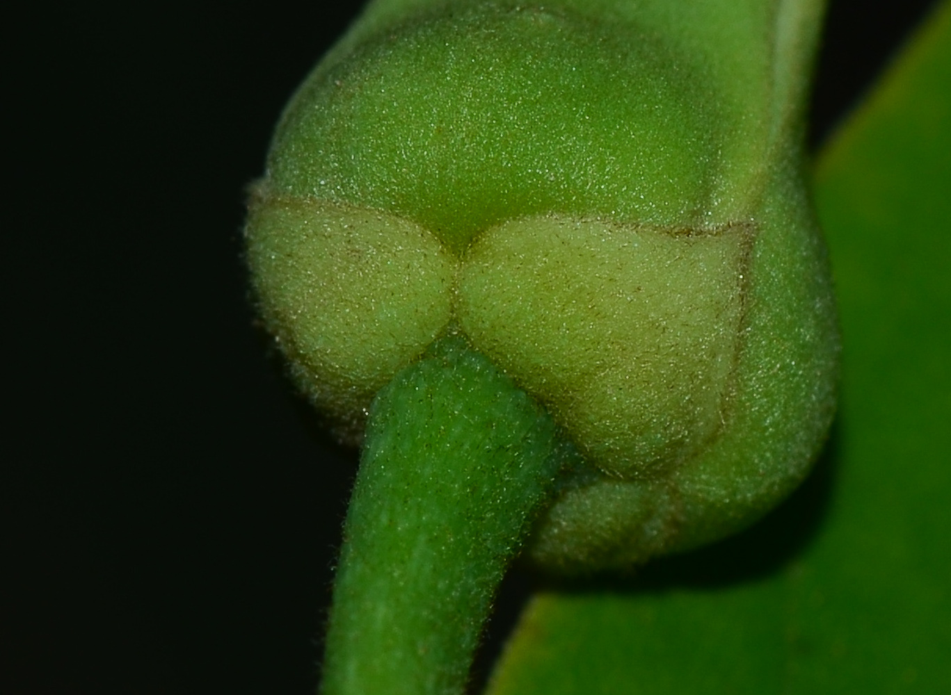 Image of Annona &times; atemoya specimen.