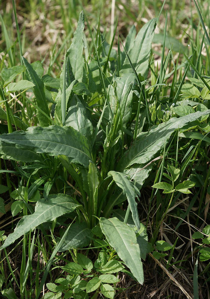 Image of Cirsium heterophyllum specimen.