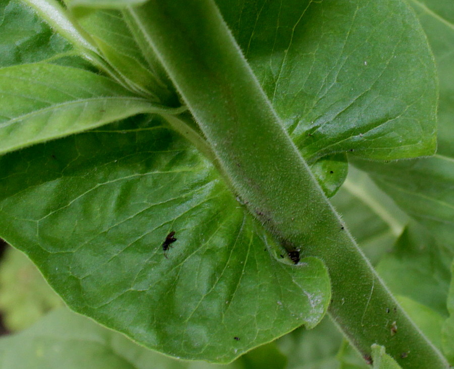 Изображение особи Nicotiana tabacum.