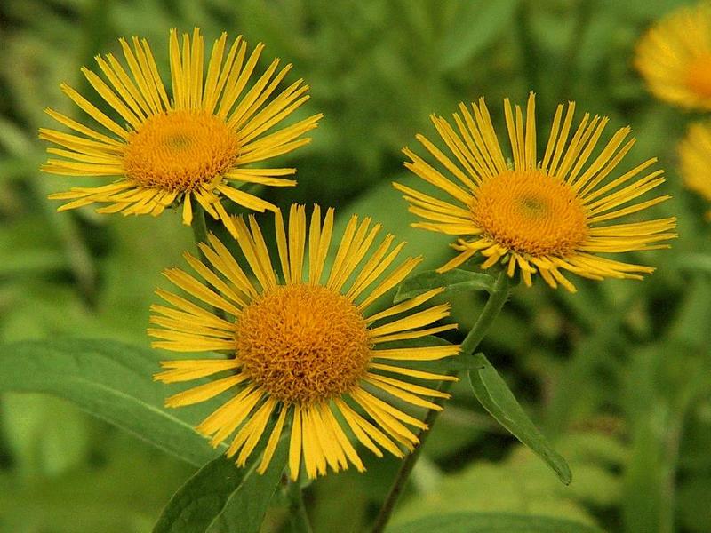 Изображение особи Inula britannica.