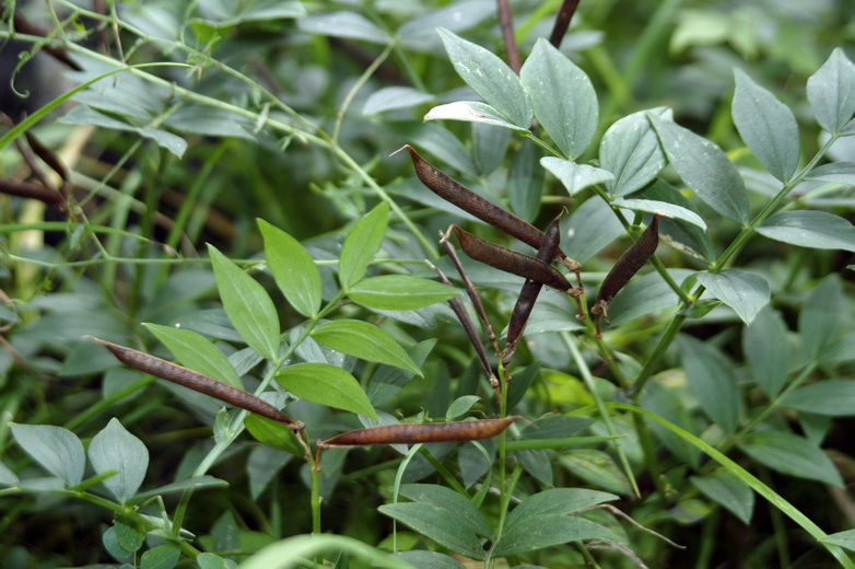 Image of Lathyrus frolovii specimen.