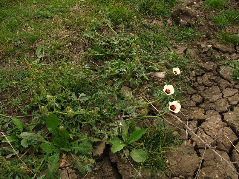 Изображение особи Hibiscus trionum.