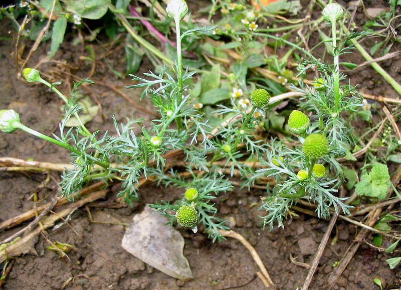 Image of Matricaria discoidea specimen.