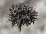 Globularia trichosantha