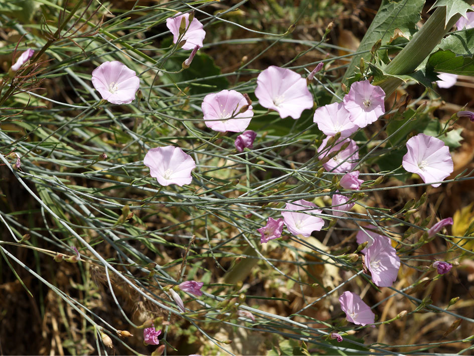 Image of Convolvulus pseudocantabrica specimen.