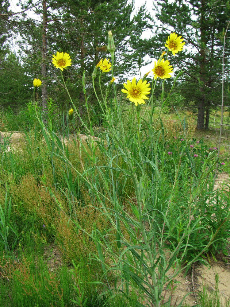 Image of genus Tragopogon specimen.