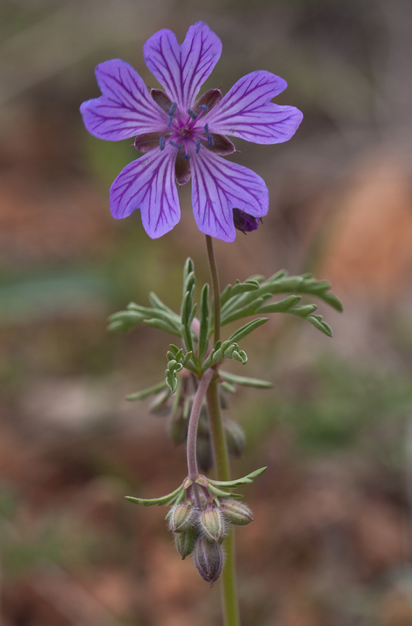 Image of Geranium tuberosum specimen.